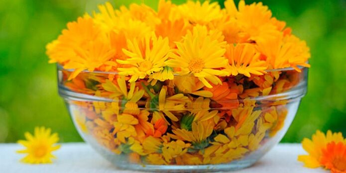 Flores de calêndula para preparação de infusão antifúngica